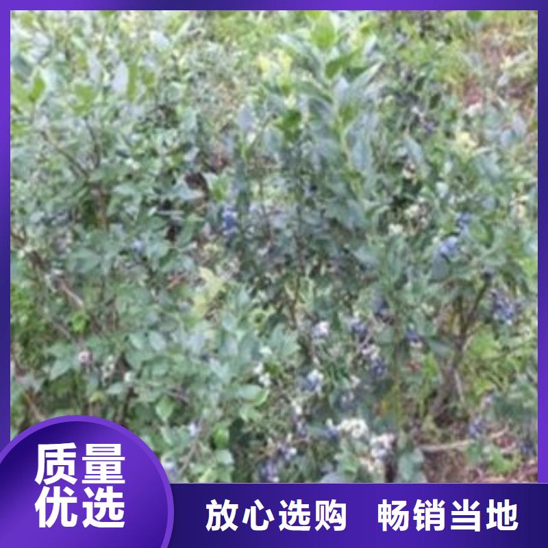 蓝莓苗李子苗真材实料诚信经营