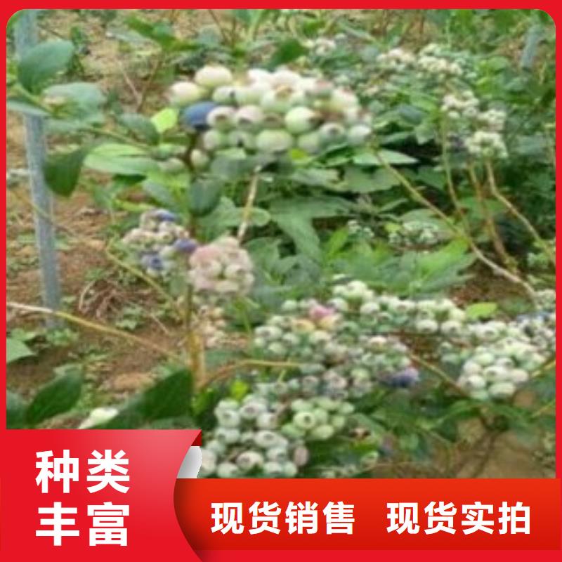 蓝莓苗梨树苗量少也做