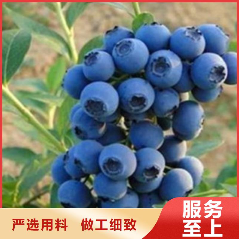 蓝莓苗,板栗苗为品质而生产