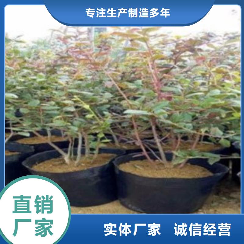 宁波直销 蓝莓苗用心做产品