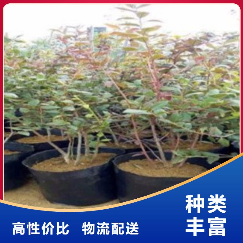【 蓝莓苗产地直供】|皋兰|榆中|金昌|武威|甘南|酒泉|嘉峪关39065.com