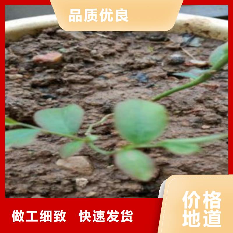 蓝莓苗梨树苗源厂直销