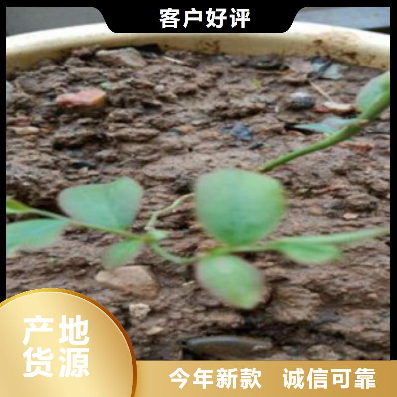 蓝莓苗李子苗真材实料诚信经营