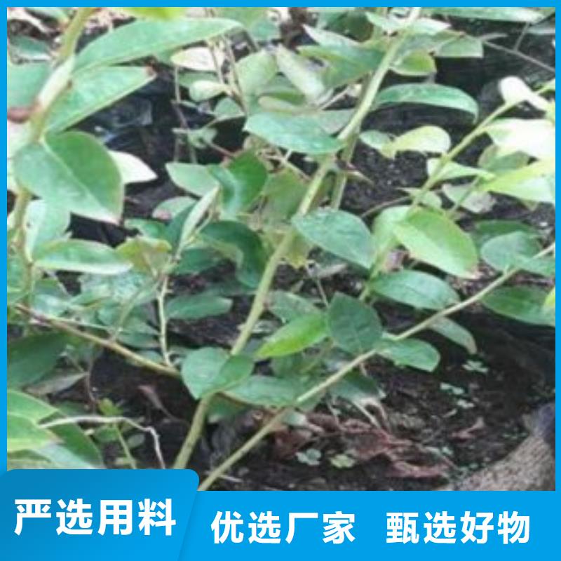 蓝莓苗苹果苗的图文介绍
