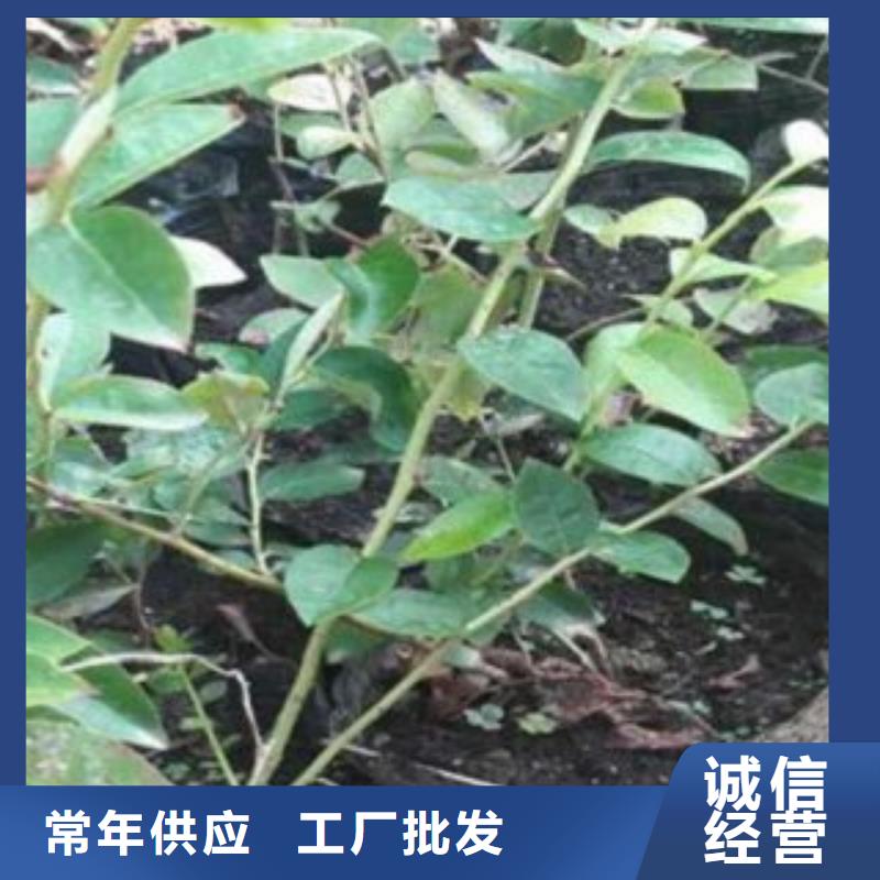 蓝莓苗板栗苗款式新颖