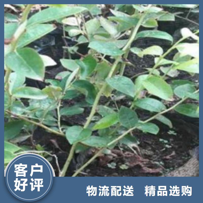 蓝莓苗李子苗真材实料诚信经营
