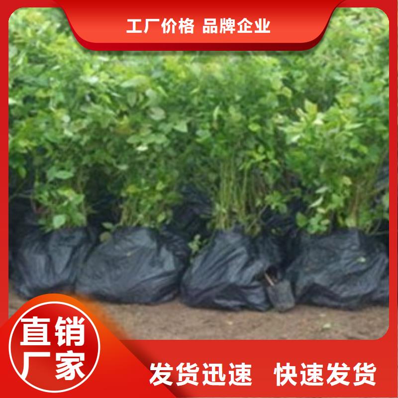 蓝莓苗李子苗货源直供