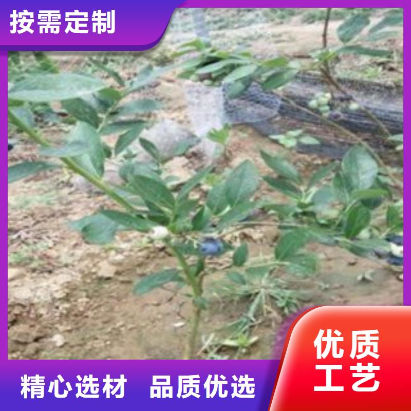 蓝莓苗李子苗真材实料诚信经营