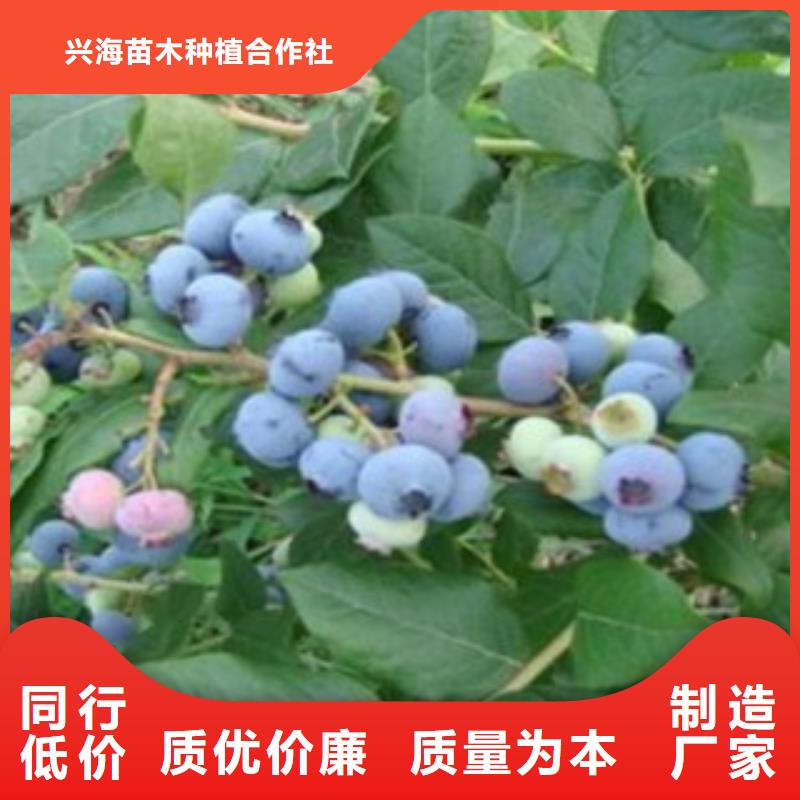 【 蓝莓苗产地直供】|皋兰|榆中|金昌|武威|甘南|酒泉|嘉峪关39065.com