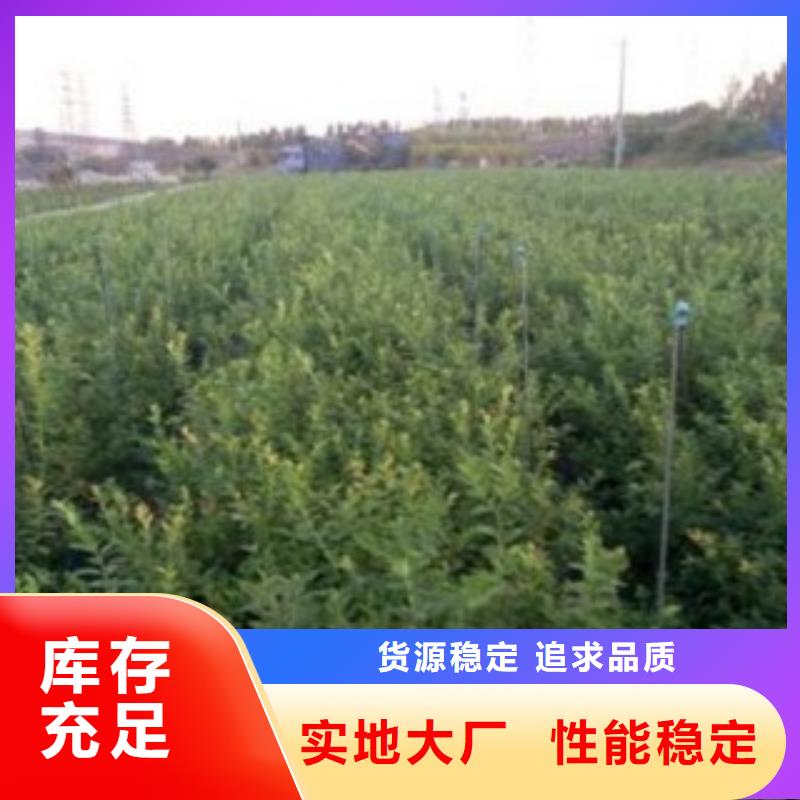 蓝莓苗板栗苗款式新颖