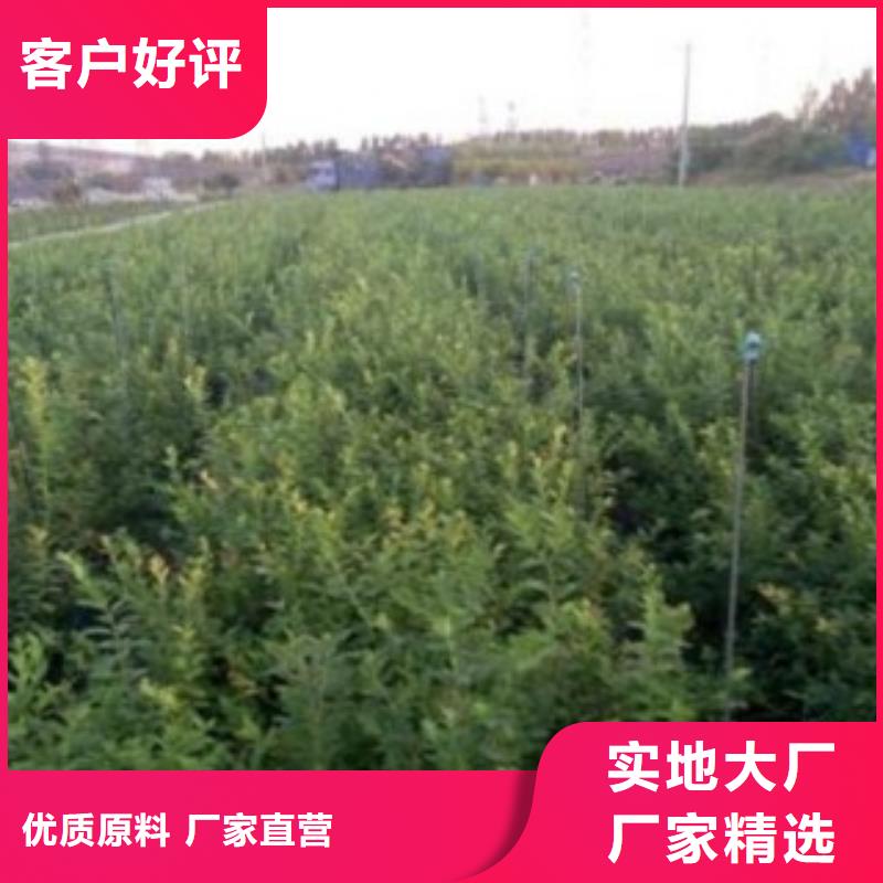 蓝莓苗板栗苗款式新颖
