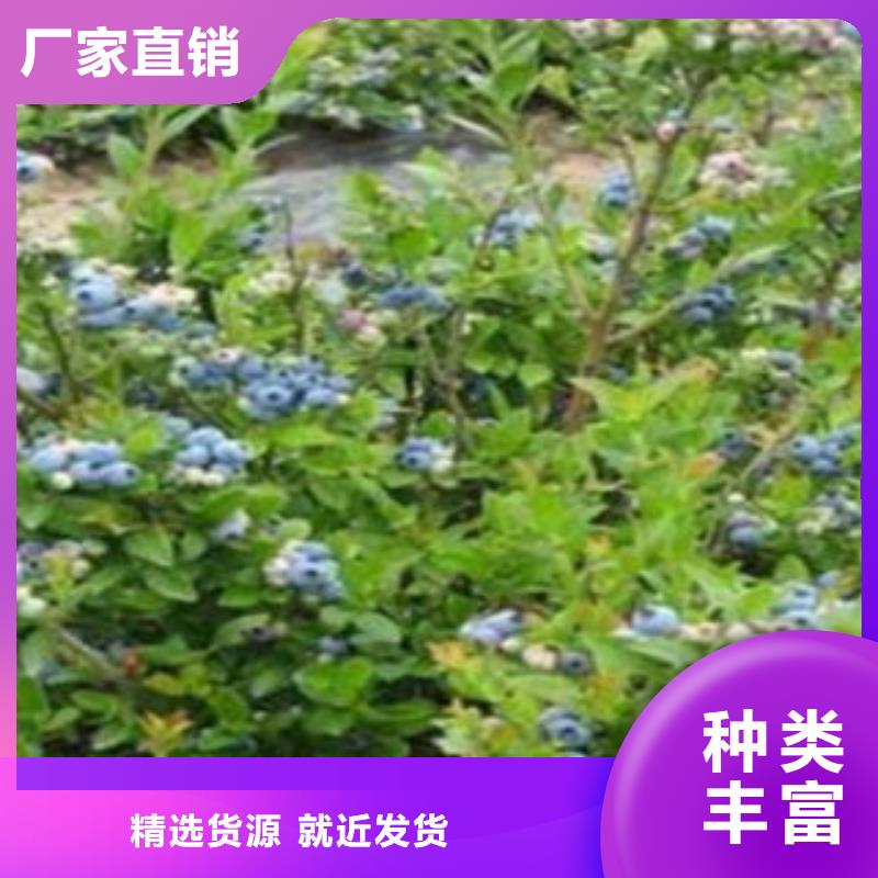 蓝莓苗,【核桃苗】好厂家有担当