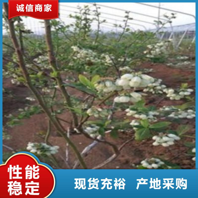 【 蓝莓苗一手货源】当地制造商