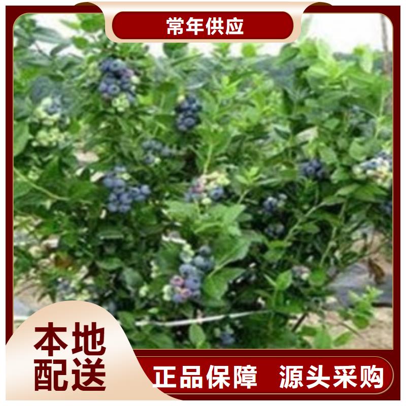 蓝莓苗梨树苗自营品质有保障