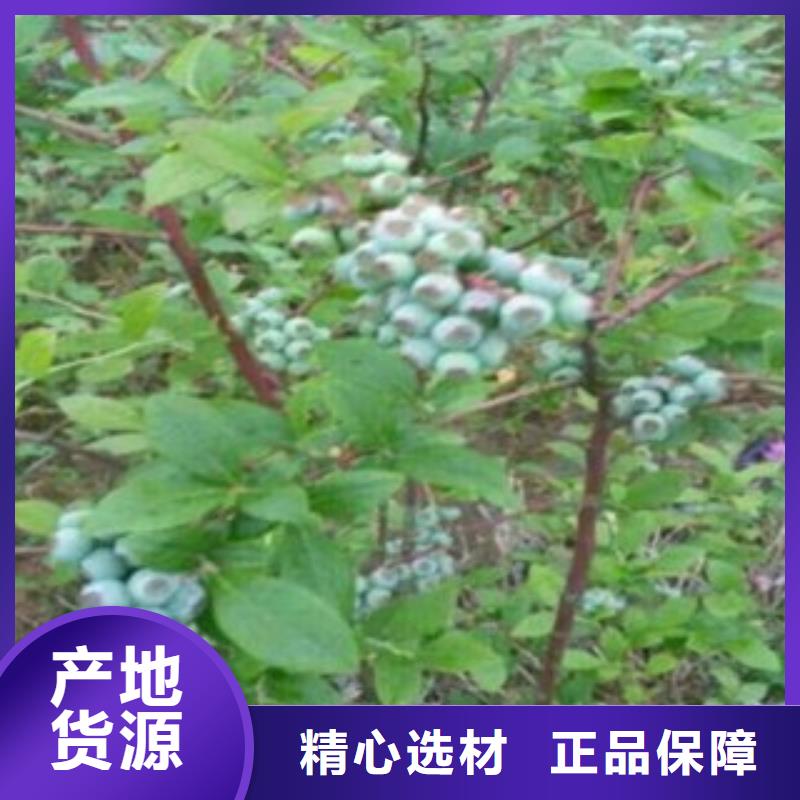 蓝莓苗核桃苗品牌专营