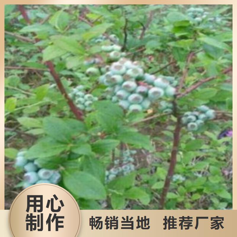 【 蓝莓苗一手货源】当地制造商