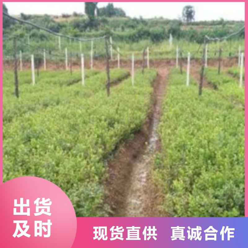 【 蓝莓苗一手货源】当地制造商