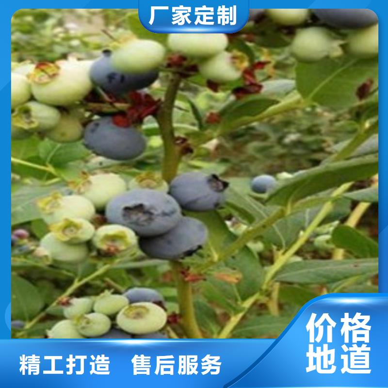 【 蓝莓苗一手货源】当地制造商