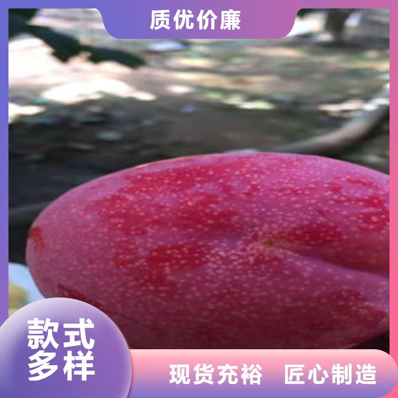 李子苗 【桃树苗】品质商家兴海