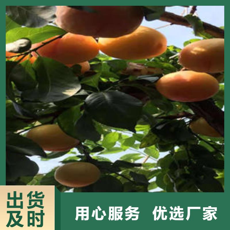 【李子苗】板栗苗放心选购