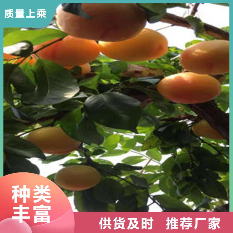 李子苗【花椒苗】口碑好实力强