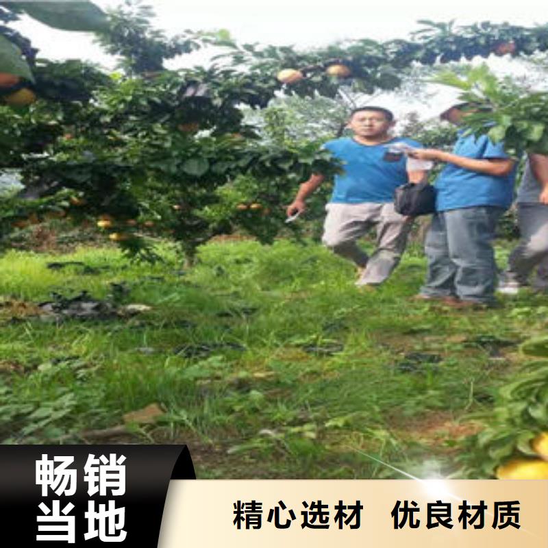 李子苗蓝莓苗诚信商家