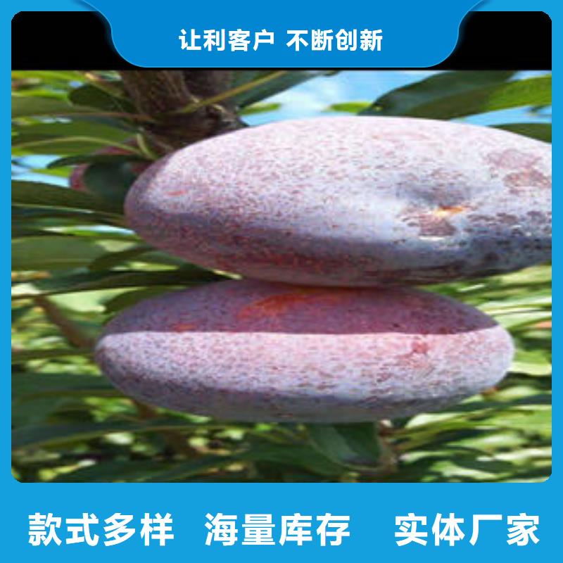 李子苗品牌专营