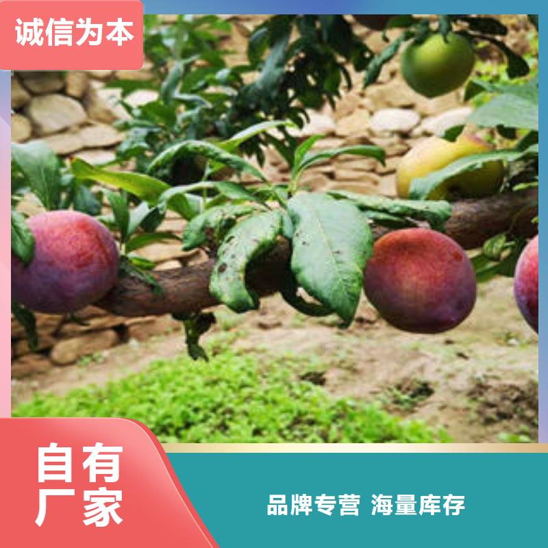 李子苗,葡萄苗大厂家实力看得见