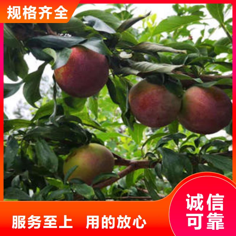 李子苗梨树苗买的是放心