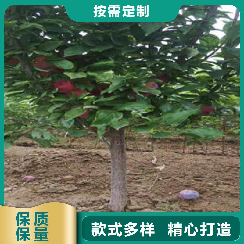李子苗-【梨树苗】现货交易当地生产商