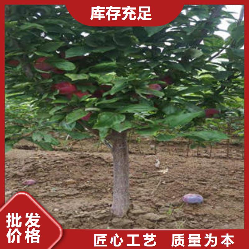 李子苗 【桃树苗】品质商家兴海
