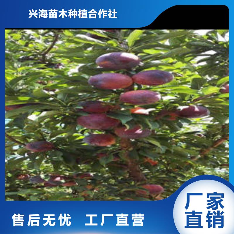 兴海【 李子苗,花椒苗本地厂家值得信赖】39065.com