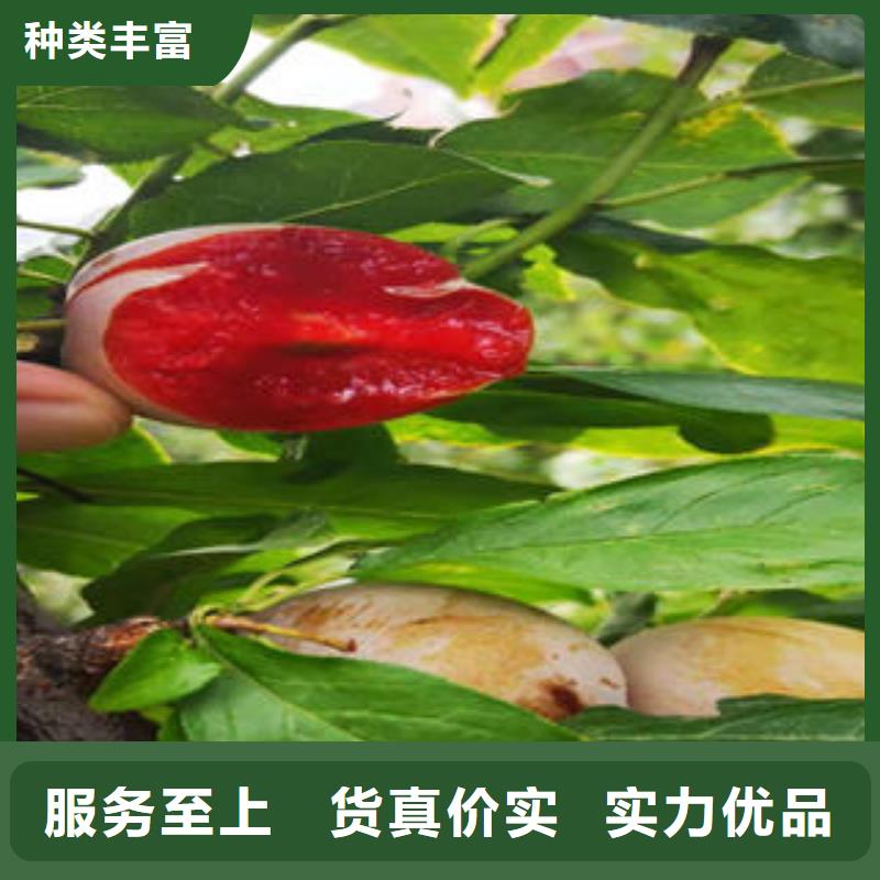 李子苗品牌专营