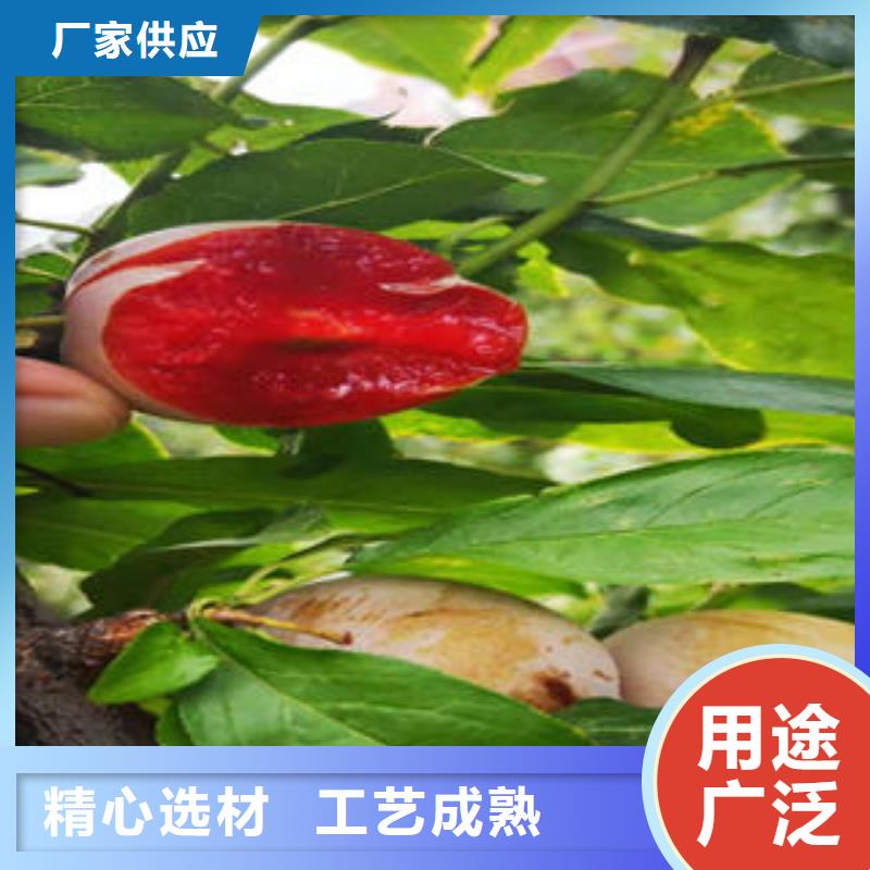 李子苗-核桃苗厂家案例