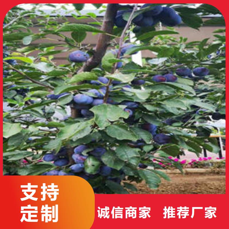 李子苗品牌专营