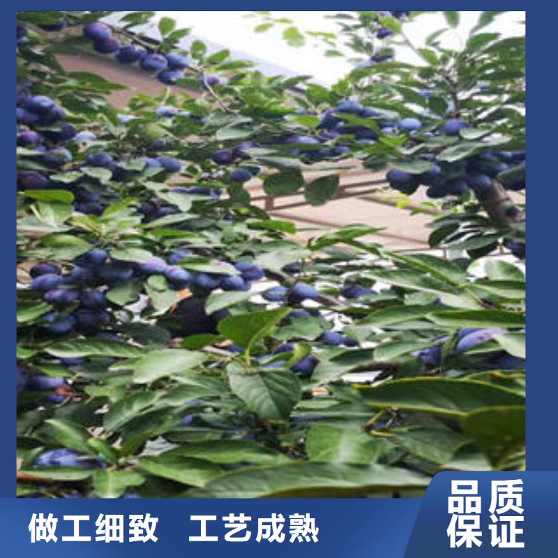 李子苗-【梨树苗】现货交易当地生产商