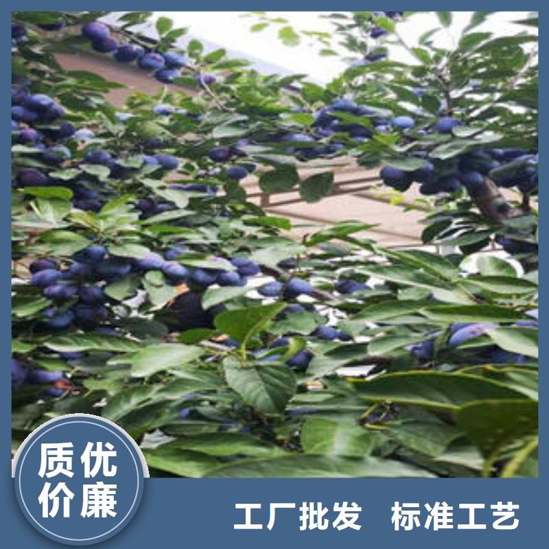 李子苗蓝莓苗国标检测放心购买