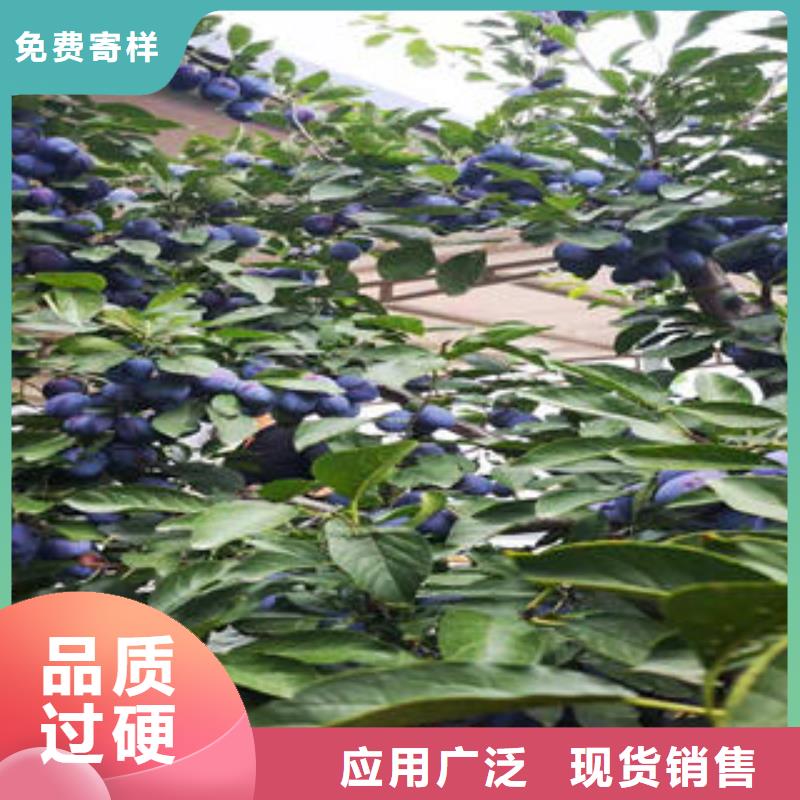 李子苗蓝莓苗诚信商家