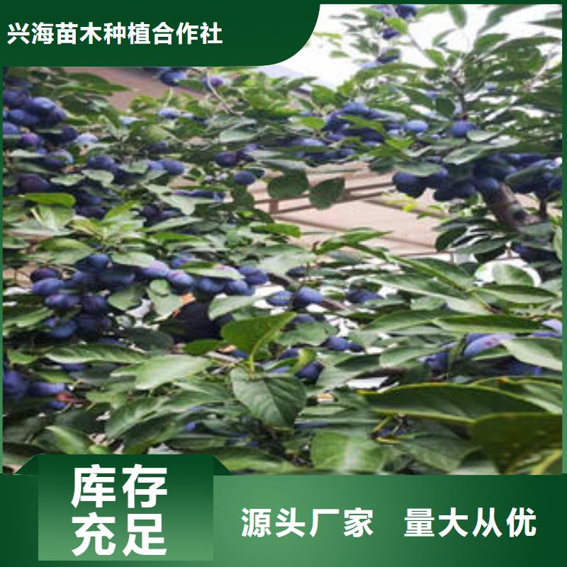 兴海【 李子苗,花椒苗本地厂家值得信赖】39065.com