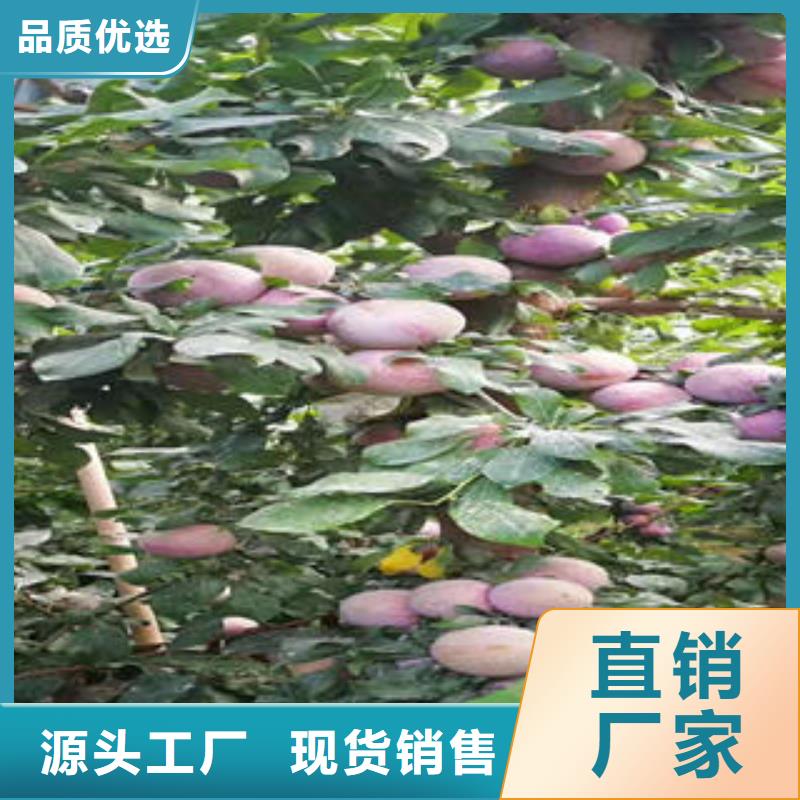 李子苗,葡萄苗大厂家实力看得见