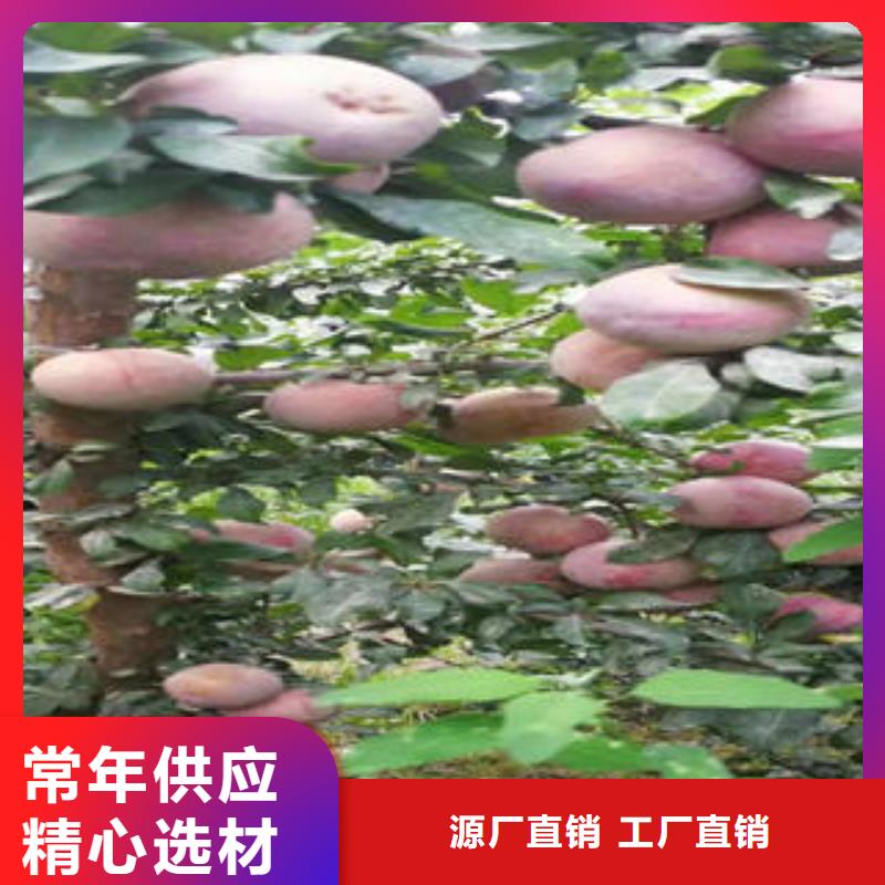 李子苗工程施工案例