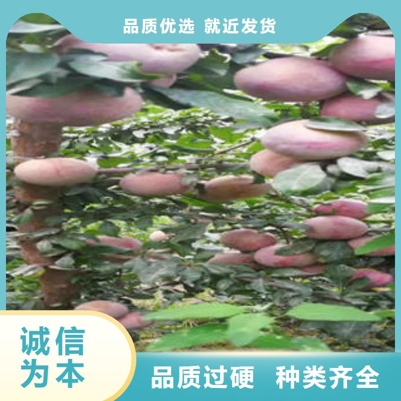 李子苗工程施工案例