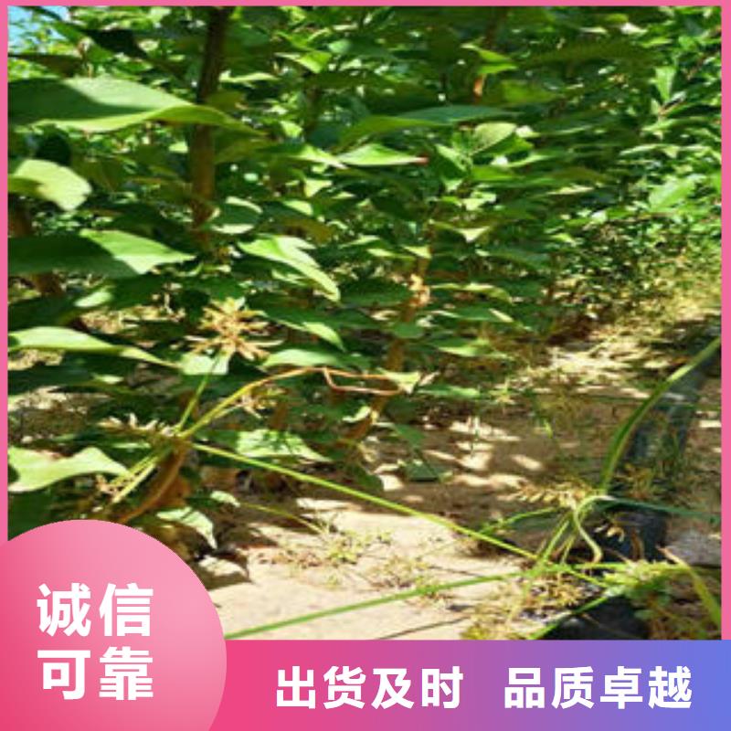 李子苗【花椒苗】口碑好实力强