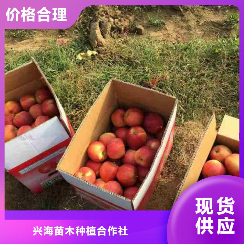 【苹果苗】-板栗苗产地批发兴海