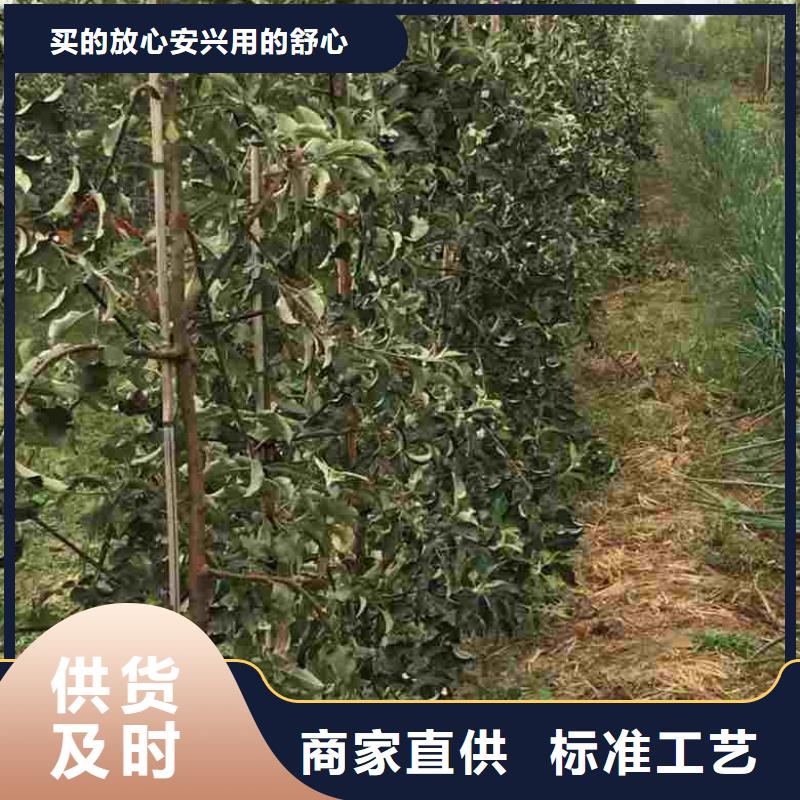 苹果苗山楂苗厂家拥有先进的设备