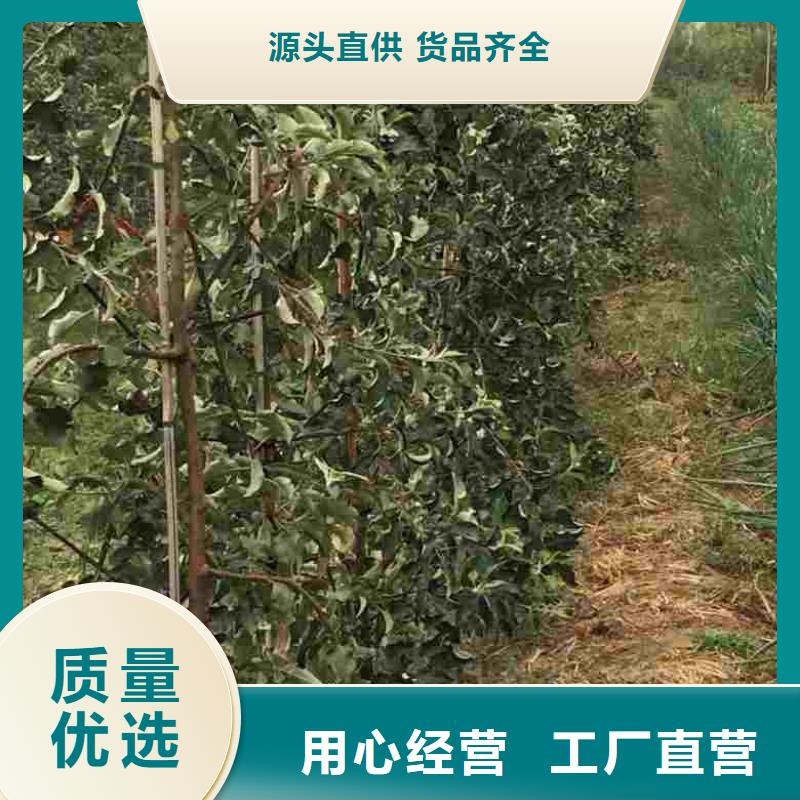 苹果苗_桃树苗产品参数