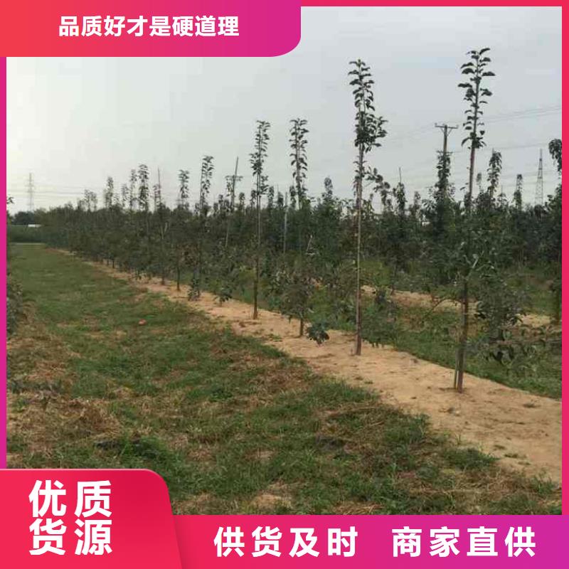 【 苹果苗 板栗苗多年经验值得信赖】-兴海苗木种植社(洛阳市分公司)-云商赢企