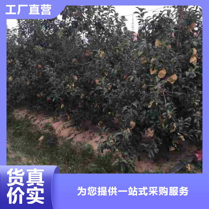 【追求细节品质 苹果苗_核桃苗免费获取报价】-云商赢企
