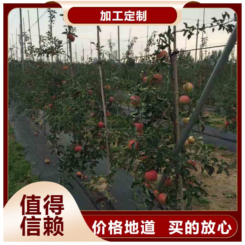 苹果苗-梨树苗好产品好服务