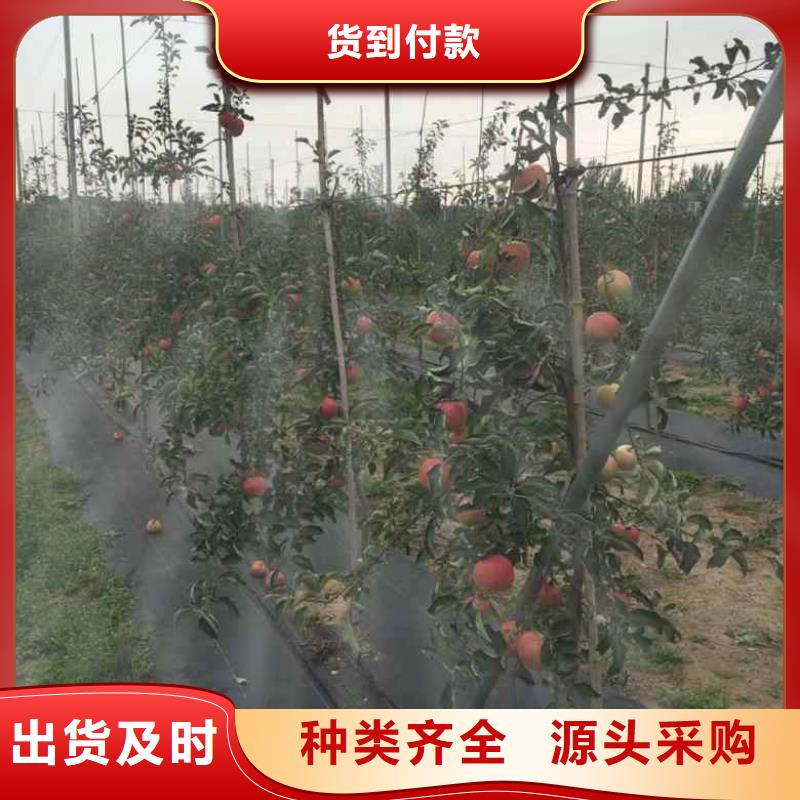 苹果苗-梨树苗好产品好服务